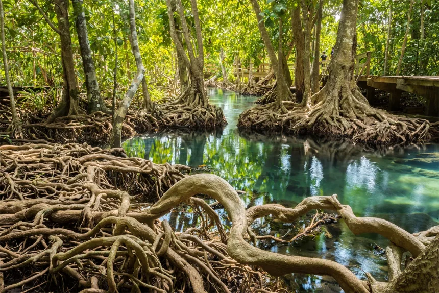 mangroves