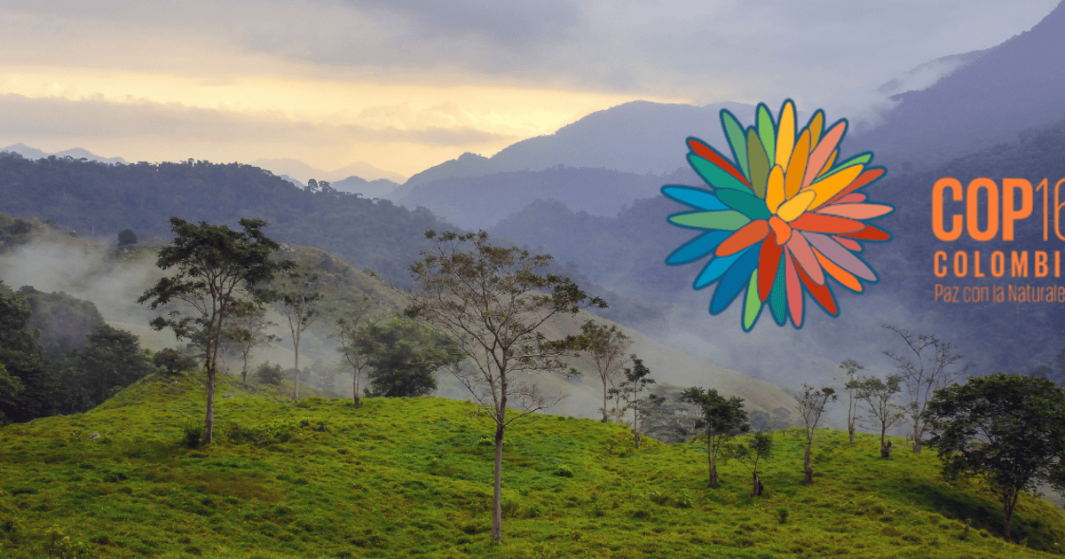 COP16
