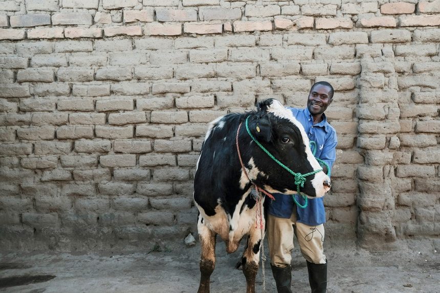 livestock
