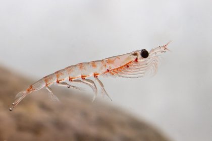 krill